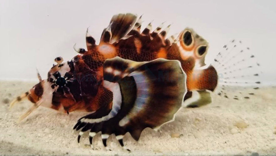 Dendrochirus biocellatus