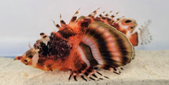 Dendrochirus biocellatus