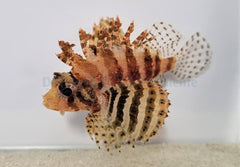Dendrochirus brachypterus