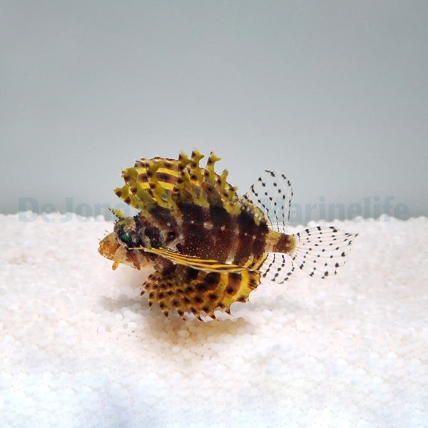 Dendrochirus brachypterus (Yellow)