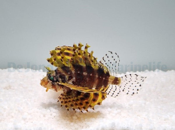 Dendrochirus brachypterus (Yellow)