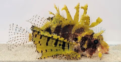Dendrochirus brachypterus (Yellow)