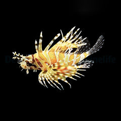 Dendrochirus zebra