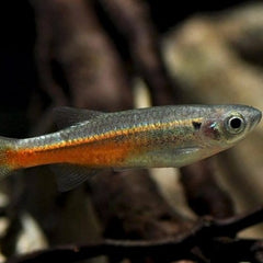 Devario sondhii M