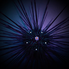 Diadema setosum