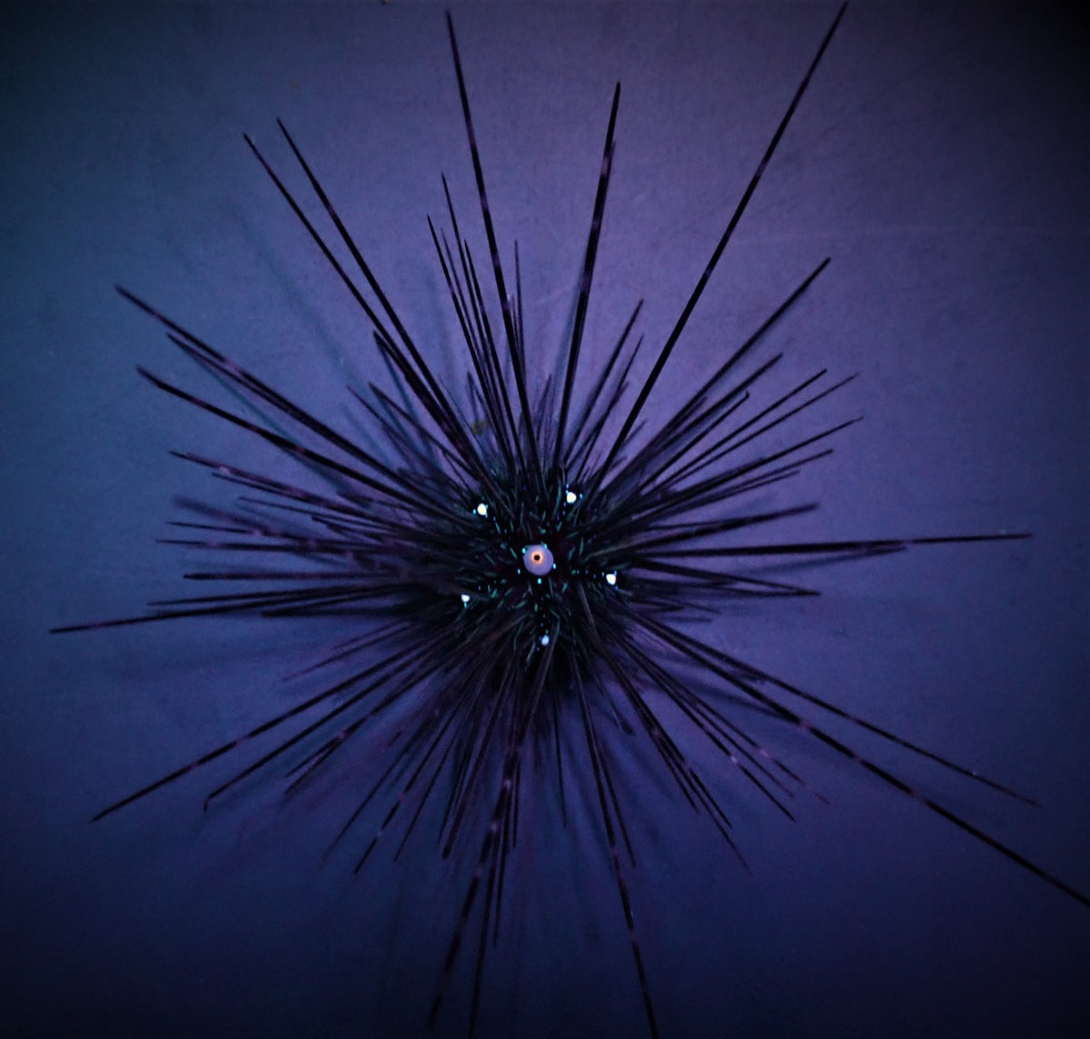 Diadema setosum