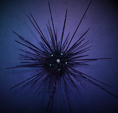 Diadema setosum