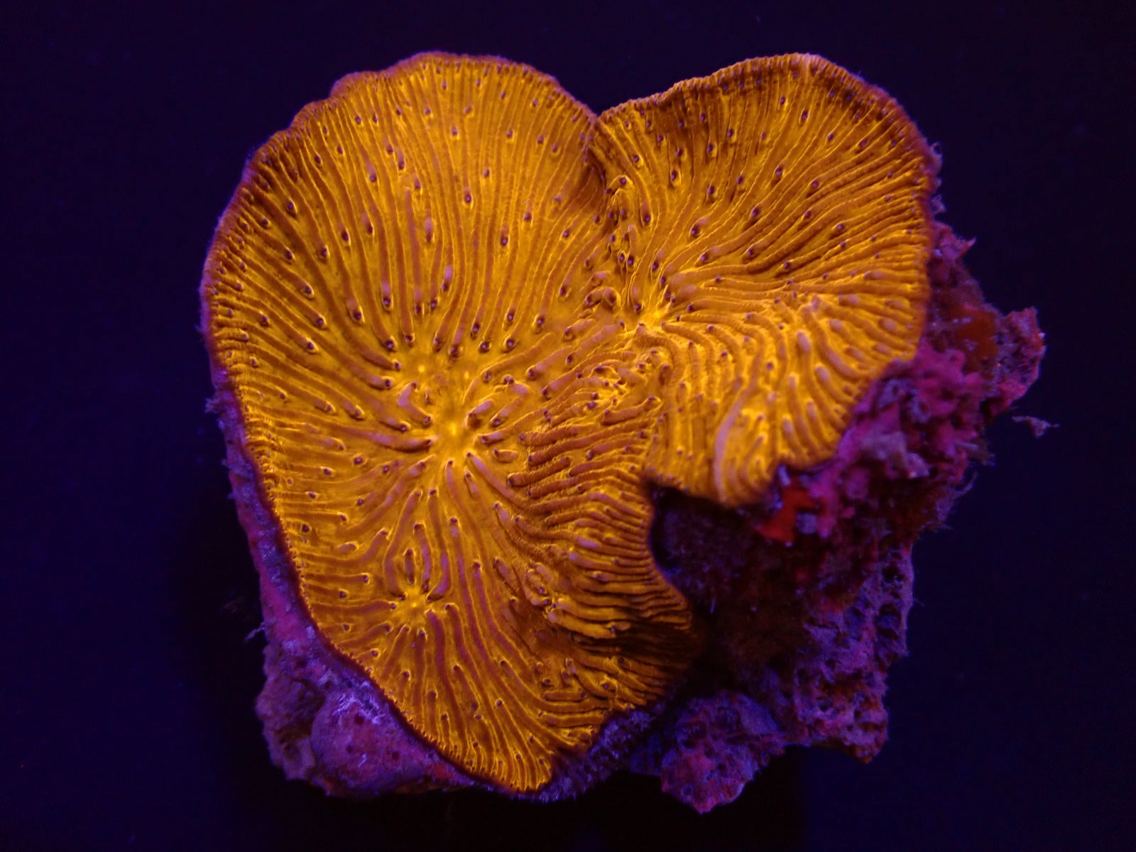 Cycloseris fragilis (Premium)