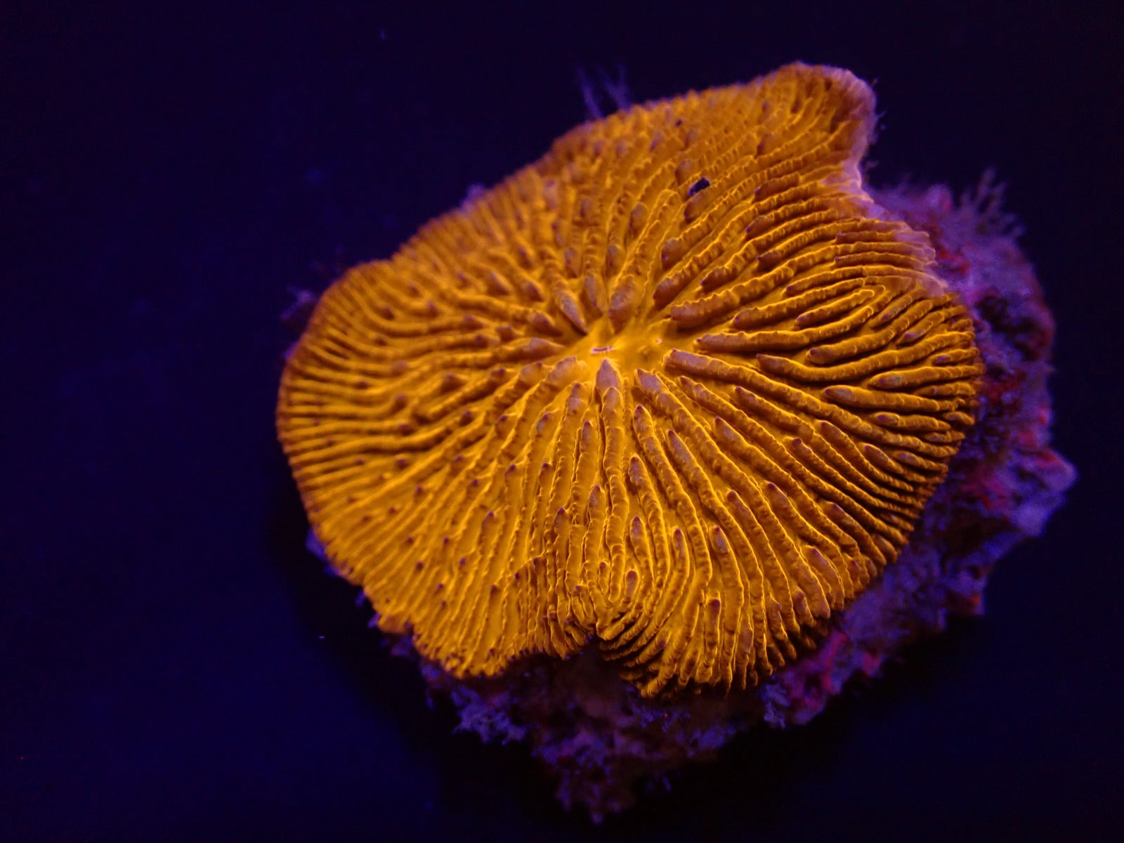 Cycloseris fragilis (Premium)