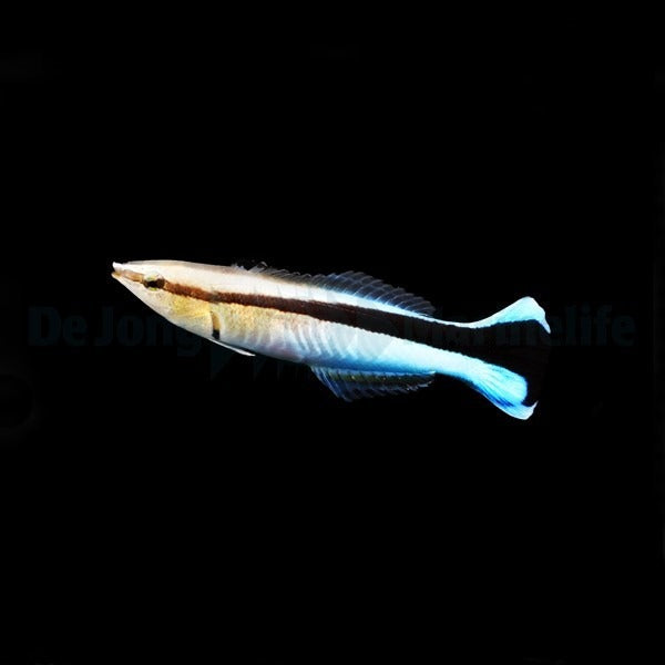 Labroides dimidiatus