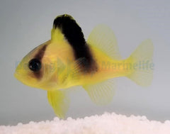 Diploprion bifasciatum