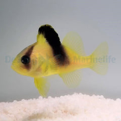 Diploprion bifasciatum