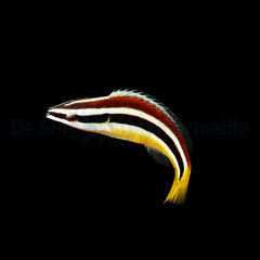 Diproctacanthus xanthurus