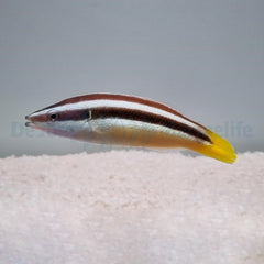 Diproctacanthus xanthurus