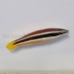 Diproctacanthus xanthurus
