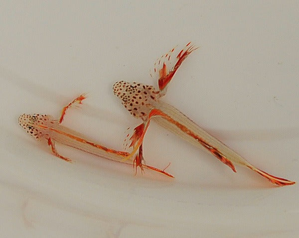 Discordipinna griessingeri