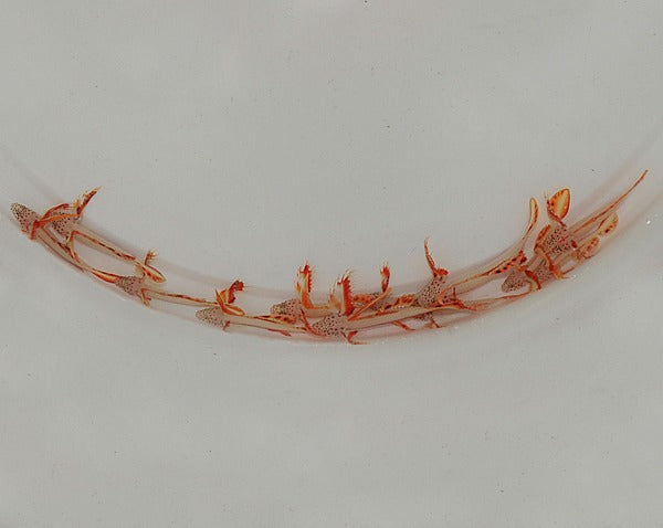 Discordipinna griessingeri