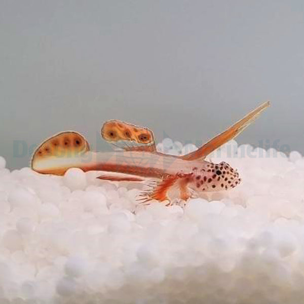 Discordipinna griessingeri