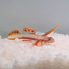 Discordipinna griessingeri