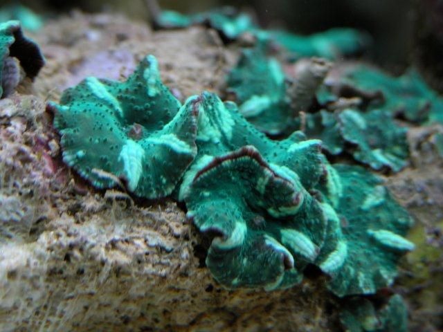 Discosoma spp. (Blue) (Grade A)