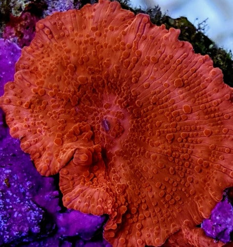 Discosoma spp. (Red) (Ultra) (1 ear)