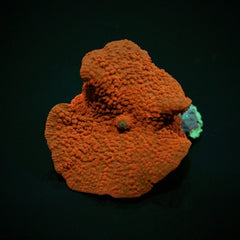 Discosoma spp. (Red) (Grade A) (1 ear)