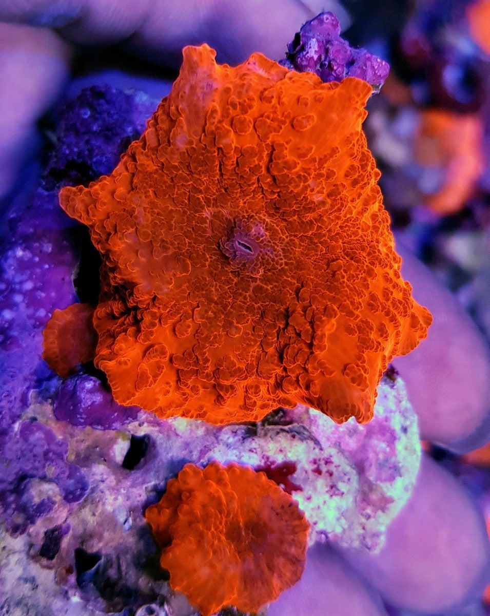Discosoma spp. (Red) (Ultra) (1 ear)