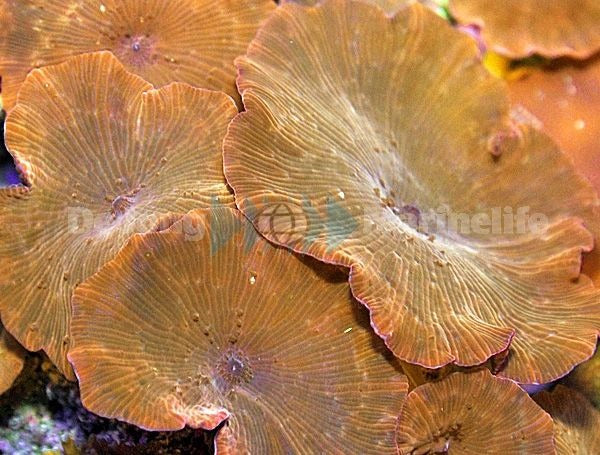 Discosoma ferrugatus (Reddish)