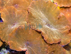 Discosoma ferrugatus (Reddish)