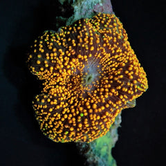Discosoma spp. (Interstellar) (1 ear)
