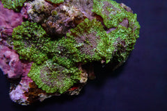 Discosoma marmoratus