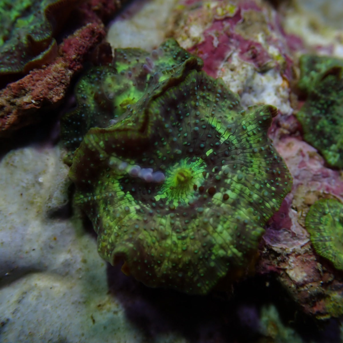 Discosoma marmoratus (1 ear)