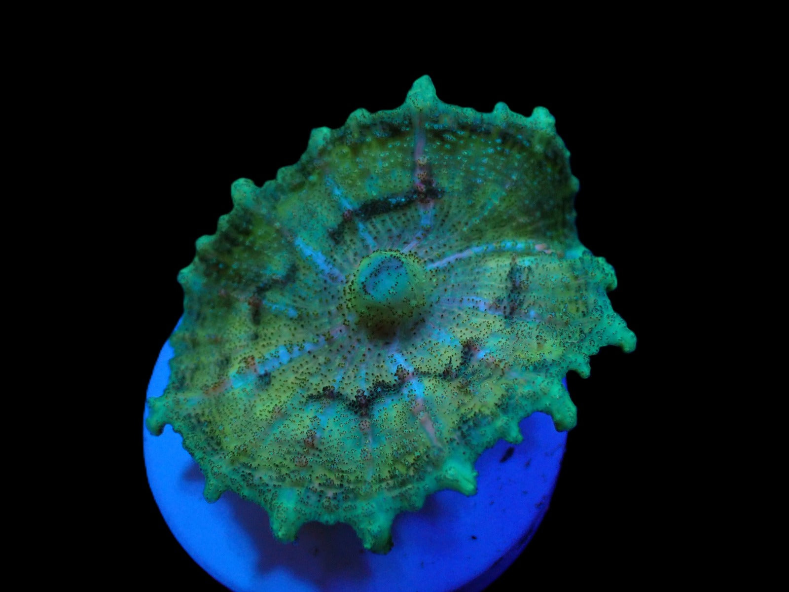 Discosoma neglecta (Green) (1 ear)