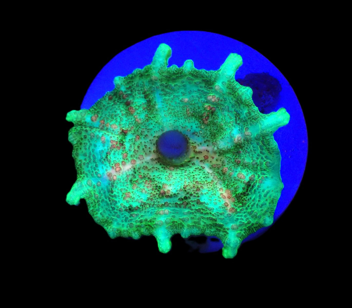 Discosoma neglecta (Green) (per ear)