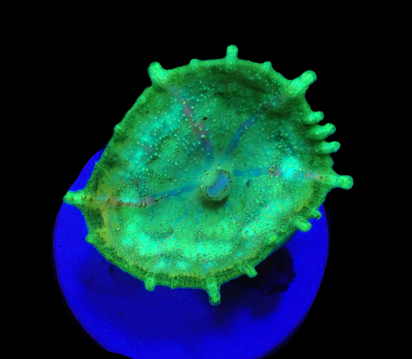 Discosoma neglecta (Green) (per ear)