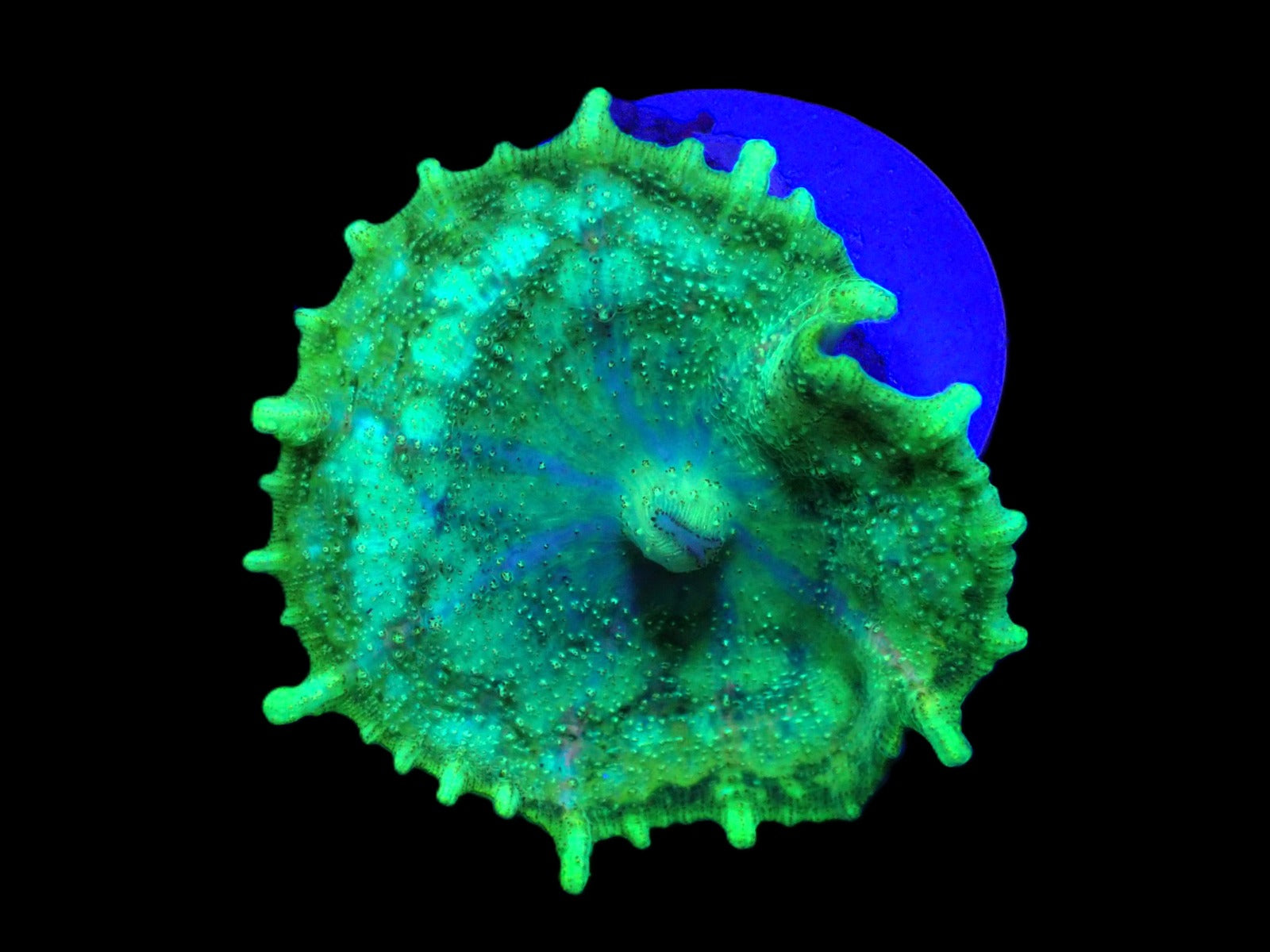 Discosoma neglecta (Green) (per ear)