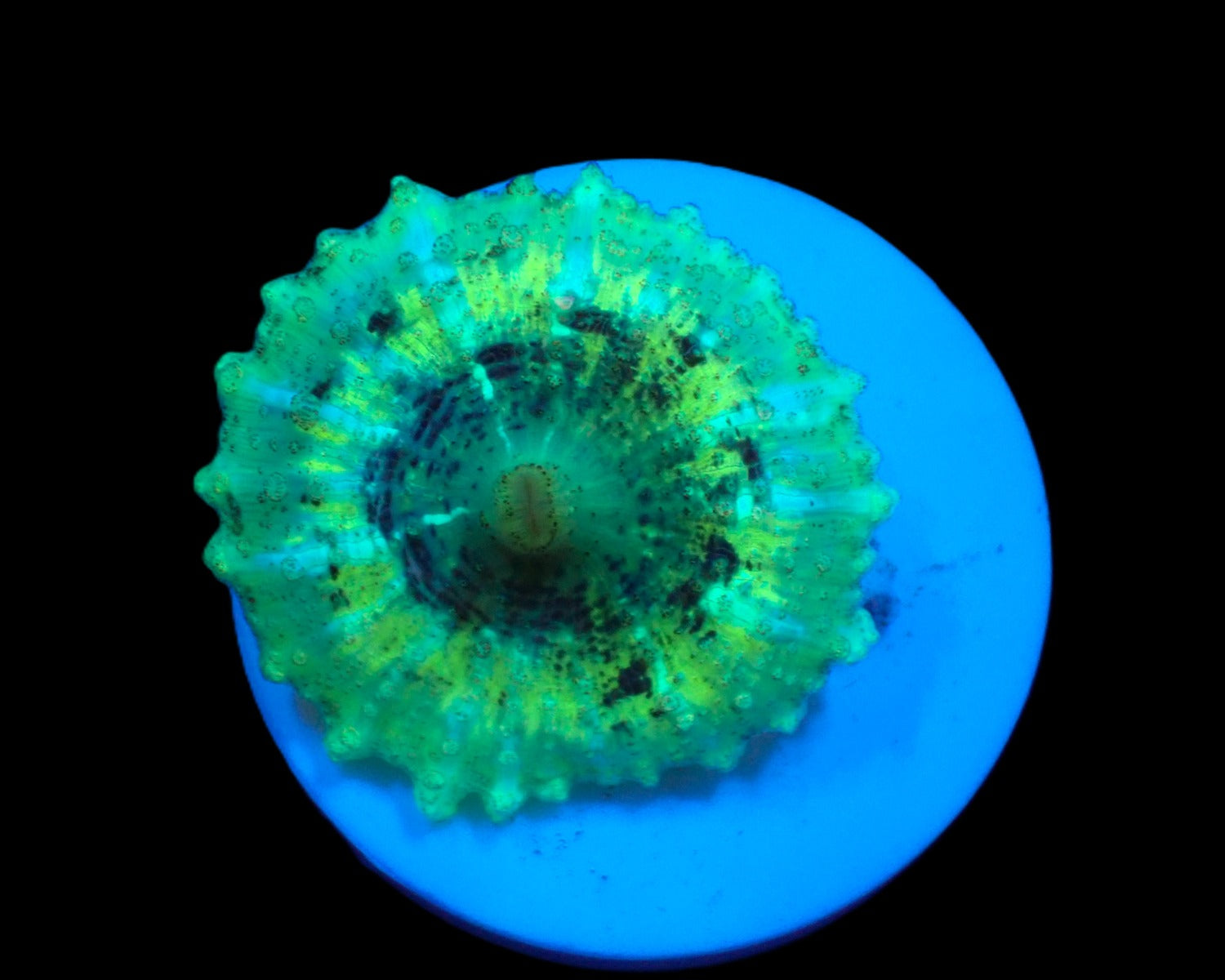 Discosoma neglecta (Green) (1 ear)