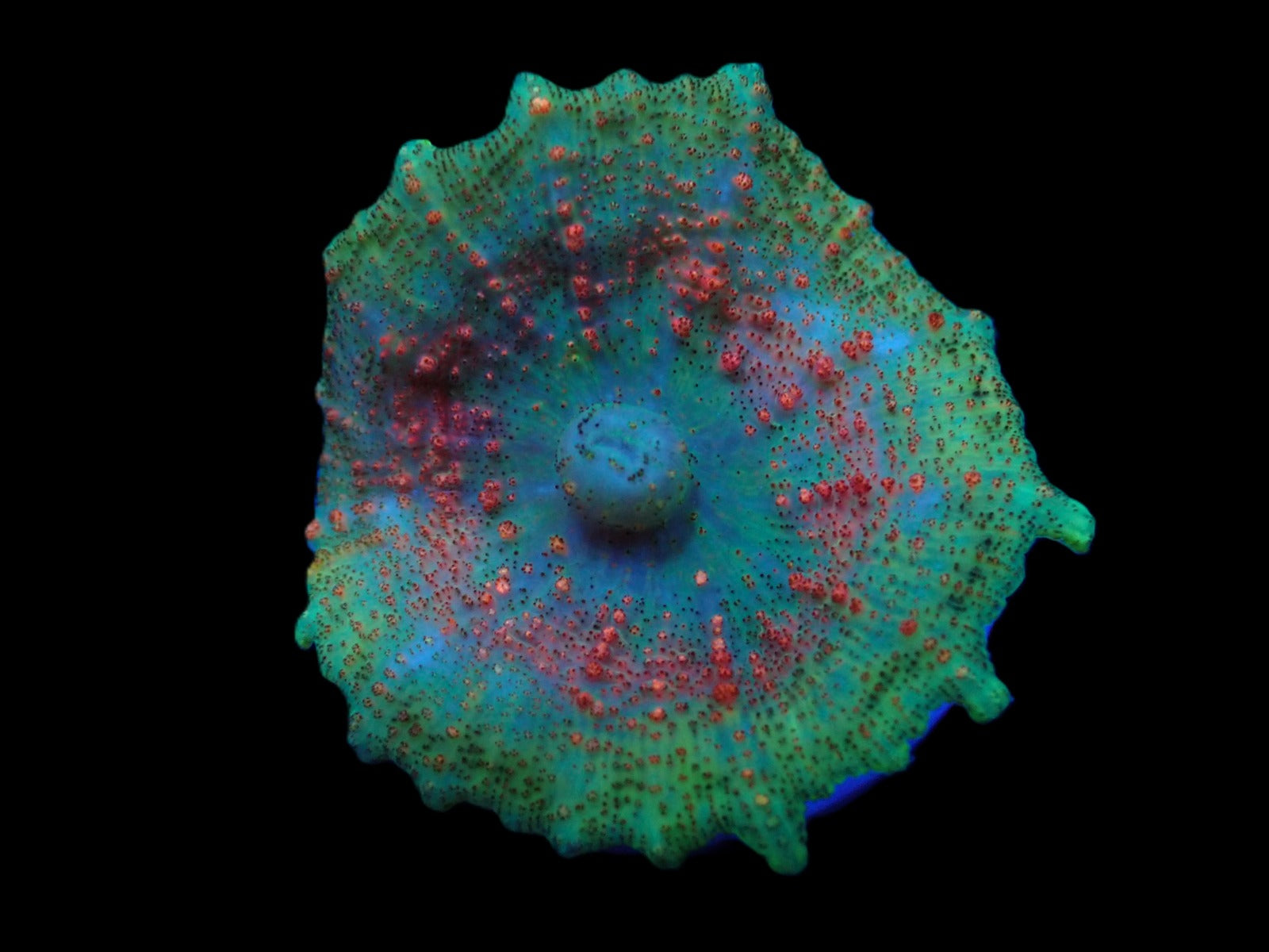 Discosoma neglecta (Premium) (1 ear)