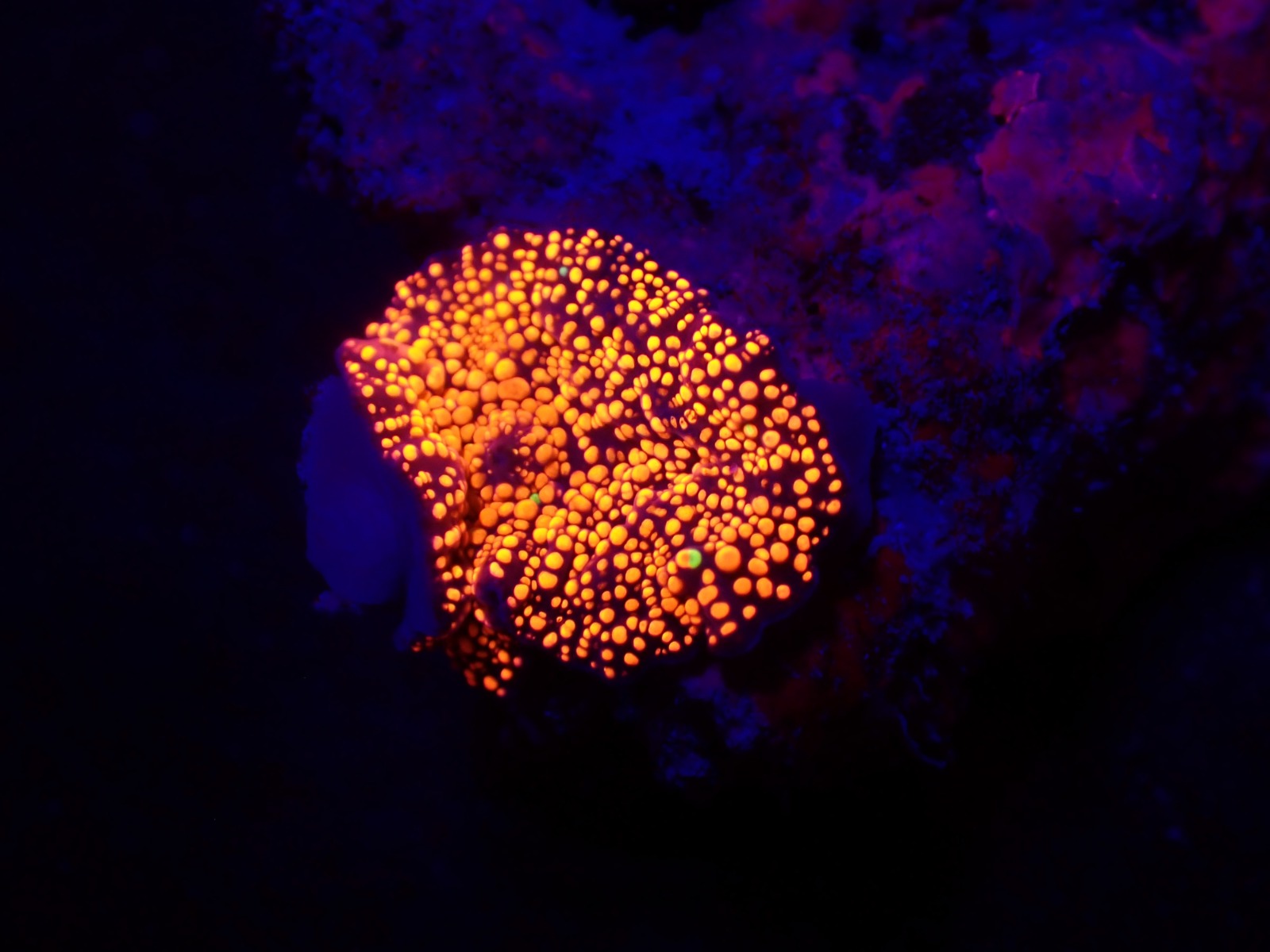 Discosoma spp. (Interstellar) (per ear)