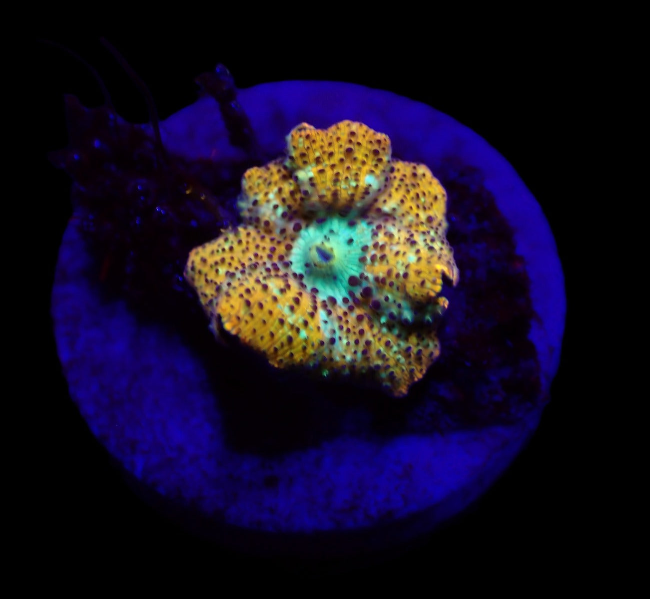 Discosoma spp. (Special Selected) (1 ear)
