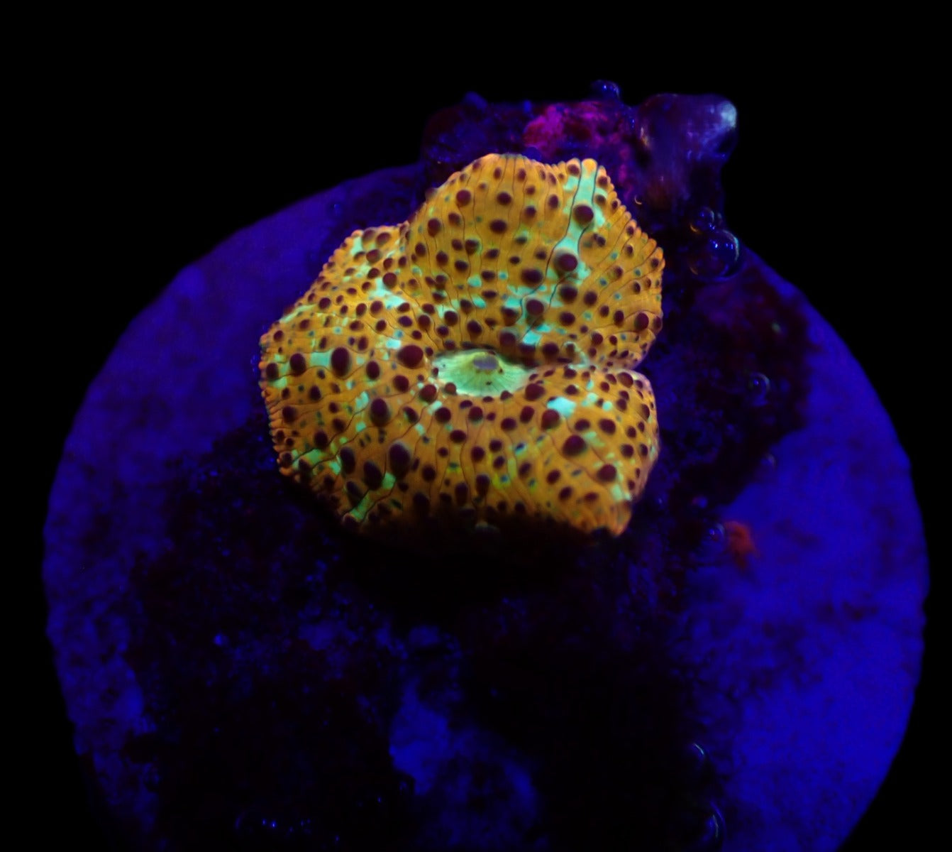 Discosoma spp. (Special Selected) (1 ear)