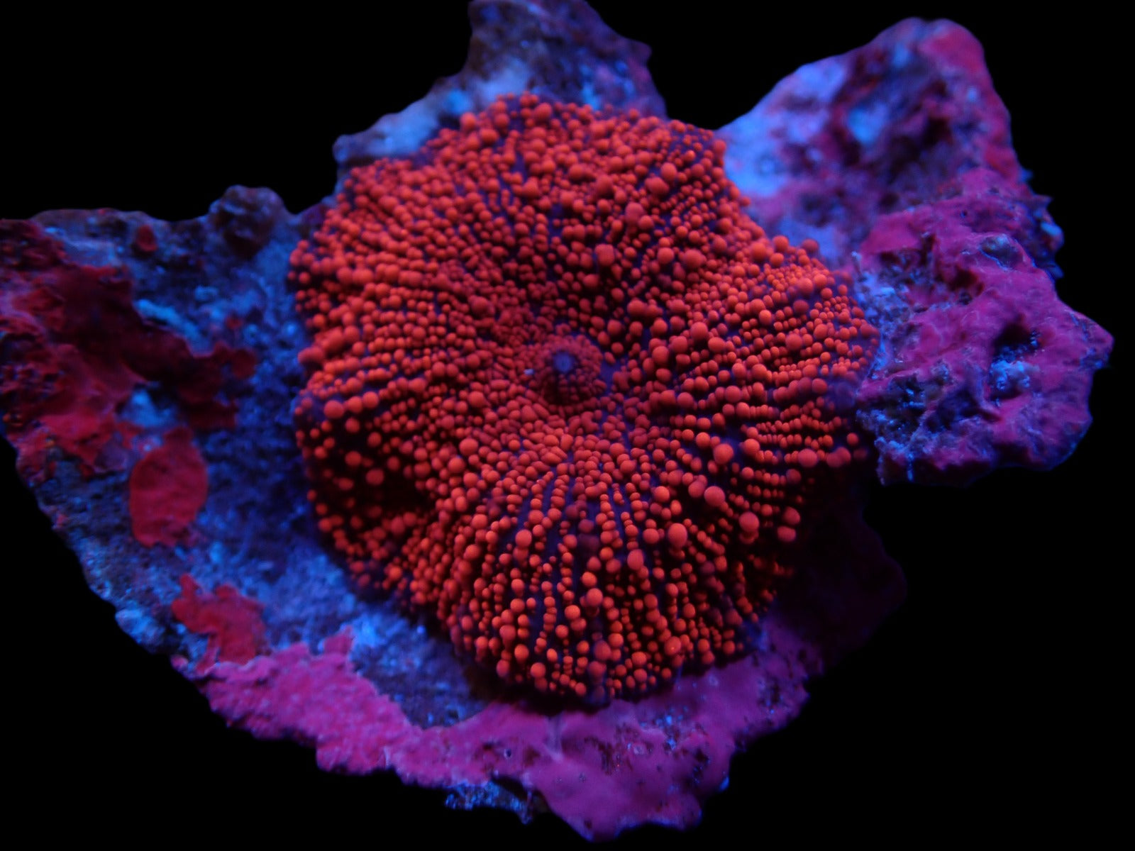 Discosoma spp. (Spotted) (per ear)