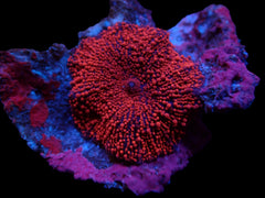 Discosoma spp. (Spotted) (1 ear)