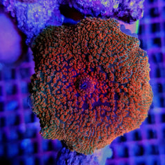 Discosoma spp. (Spotted) (Grade A) (1 ear)