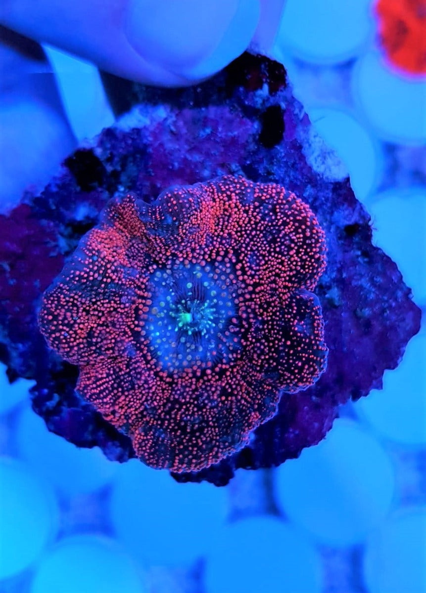 Discosoma spp. (Spotted) (Grade A)