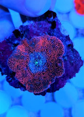 Discosoma spp. (Spotted) (Grade A) (1 ear)