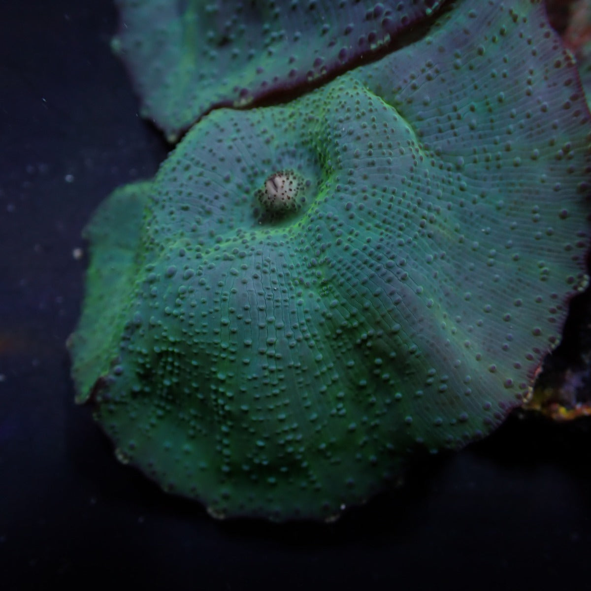 Discosoma spp. (Blue)