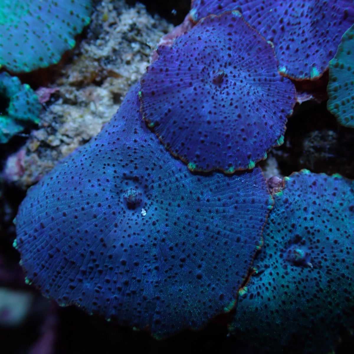 Discosoma spp. (Blue) (Grade A)