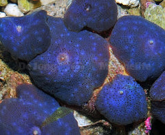 Discosoma spp. (Blue) (Grade A)