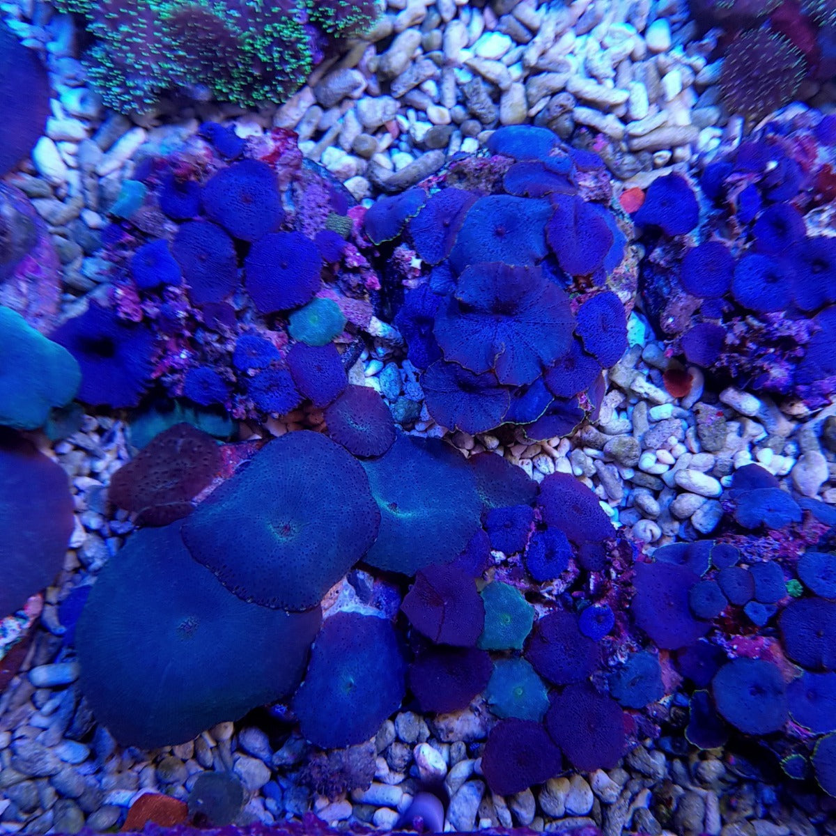Discosoma spp. (Blue) (Grade A)
